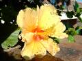 Hibiscus Flower Beetle damage